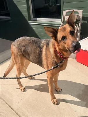 RUVIA, German Shepherd Dog / Belgian Shepherd Malinois, adult, available for adoption