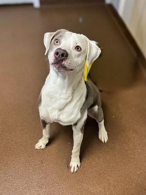 Cupid, Pit Bull Terrier / Mixed Breed, adult, available for adoption
