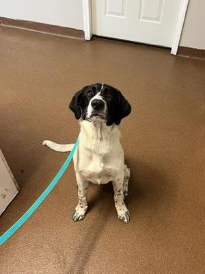 A black and white dog sitting on a brown floor, wearing a blue leash.
