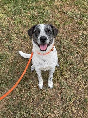 A black and white dog with a red collar and leash is sitting on a grassy field.