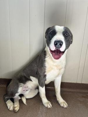 Tank, Pit Bull Terrier, adult, available for adoption