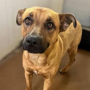 Rover, Mixed Breed, adult, available for adoption