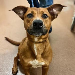 Rain, Shepherd, young, available for adoption