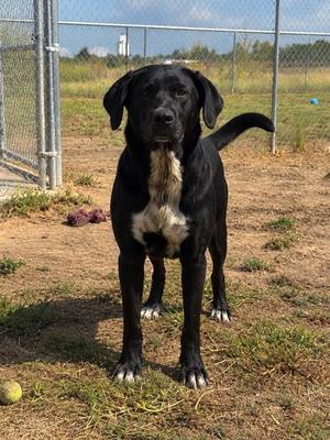 Moo Moo, Black Labrador Retriever, adult, available for adoption