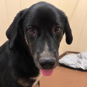 Bandit, Siberian Husky, young, available for adoption
