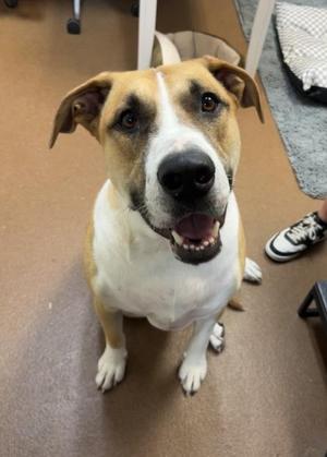 Simon, Boxer / Mixed Breed, adult, available for adoption