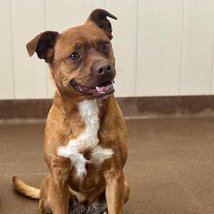 Annie, Terrier, adult, available for adoption