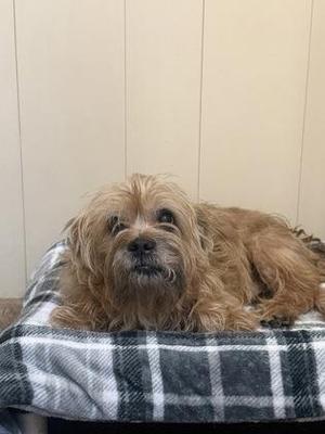 A shaggy brown dog lying on a black and white checkered blanket.