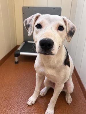 Thing 2, Hound, puppy, available for adoption