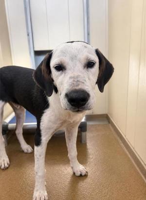 Thing 1, Hound, puppy, available for adoption