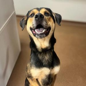 Diesel, Australian Shepherd, young, available for adoption
