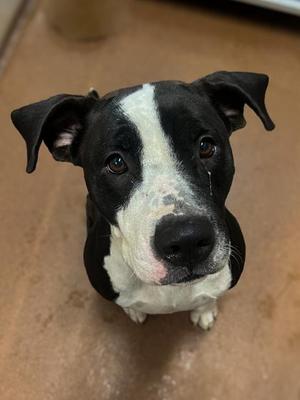 Athena, Pit Bull Terrier, adult, available for adoption