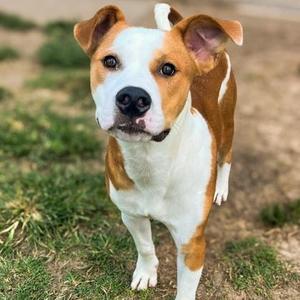 Skai, Hound / Mixed Breed, adult, available for adoption