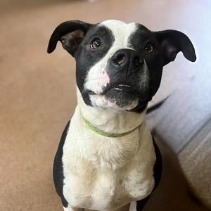Samson, Pit Bull Terrier, adult, available for adoption