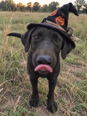 A black dog wearing a Halloween witch hat with a pumpkin design, standing in a grassy field with its tongue out.