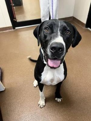 Birdie, Mixed Breed, adult, available for adoption