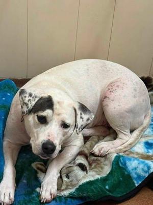 Patt, Pit Bull Terrier, adult, available for adoption