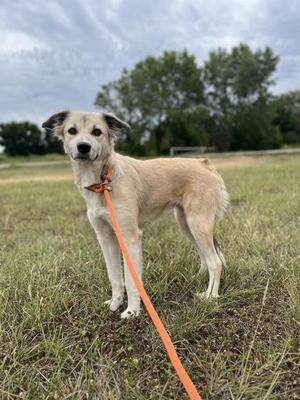 Frosty, Shepherd, young, available for adoption
