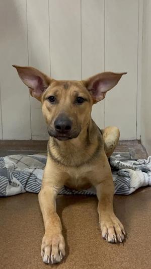 Rose, Shepherd, young, available for adoption