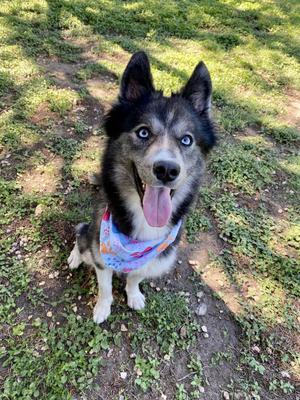 Juneau, Husky, adult, available for adoption