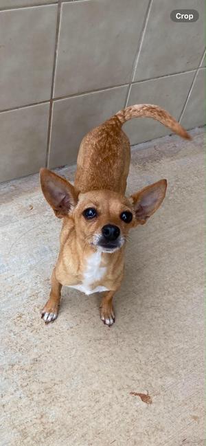 Selena, Chihuahua, adult, available for adoption