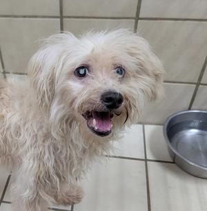 A fluffy white dog with blue eyes is standing on a tiled floor, looking up with its mouth open. There is a metal bowl nearby.