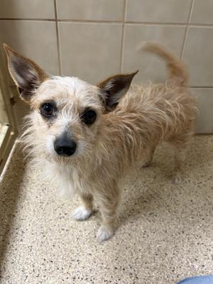 A small, wet dog with light brown fur and large ears standing on a tiled floor.