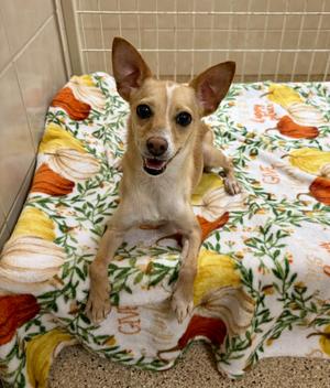 Elle Woods, Chihuahua, adult, available for adoption