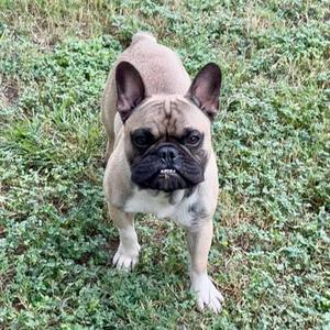 A French bulldog standing on grass