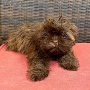 Ozzy, Shih Tzu, puppy, available for adoption