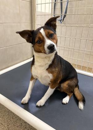 PJ, Australian Shepherd, adult, available for adoption