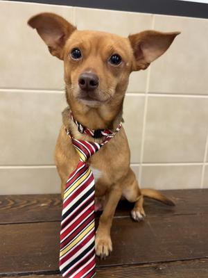 Willie, Chihuahua, adult, available for adoption
