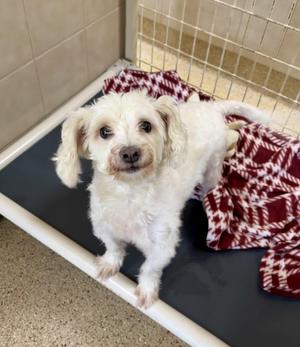 William, Poodle, senior, available for adoption
