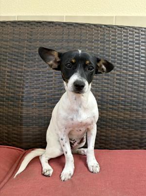 Princess, Chihuahua, puppy, available for adoption