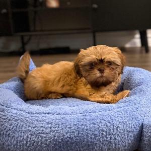 Molly, Shih Tzu, puppy, available for adoption