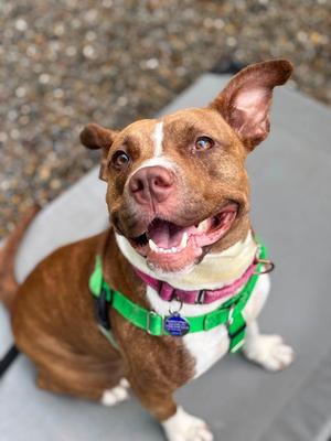 Snickers, American Staffordshire Terrier, adult, available for adoption