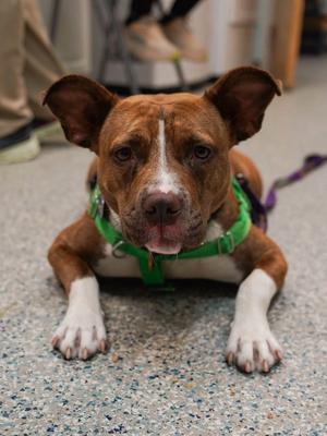Snickers, American Staffordshire Terrier / Terrier, adult, available for adoption