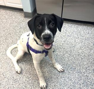 Broadway, English Pointer / Terrier, young, available for adoption