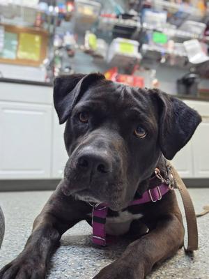 Bunnie, Labrador Retriever / American Staffordshire Terrier, adult, available for adoption