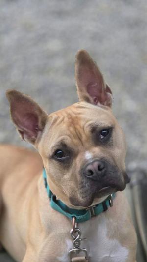 A close-up of a light brown dog with perked ears, wearing a green collar with a metal tag.