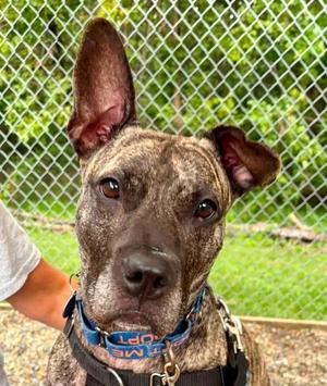 Tigris, Terrier / Shepherd, adult, available for adoption