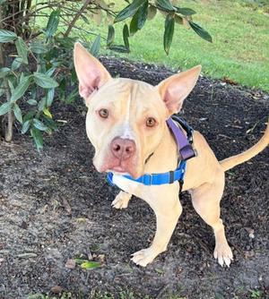 Carrie, American Staffordshire Terrier / Terrier, adult, available for adoption