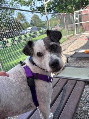 Linus, Wirehaired Fox Terrier / Jack Russell Terrier, adult, available for adoption