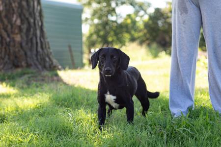 Remi, Black Labrador Retriever, young, available for adoption