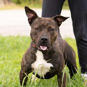 Brody, Pit Bull Terrier, adult, available for adoption