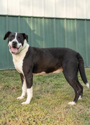 A black and white dog standing on grass in front of a green metal wall.