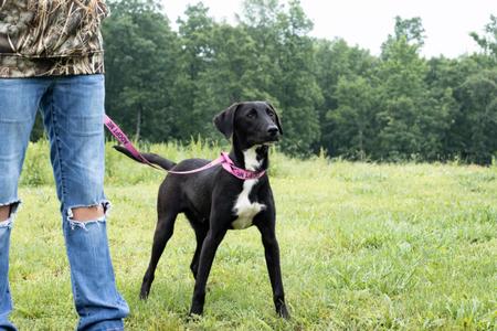 Max, Black Labrador Retriever, young, available for adoption
