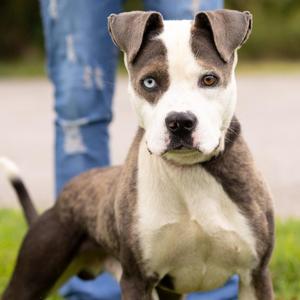 Oddie, Pit Bull Terrier, adult, available for adoption