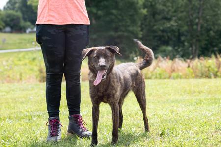 Hope, Shepherd, young, available for adoption