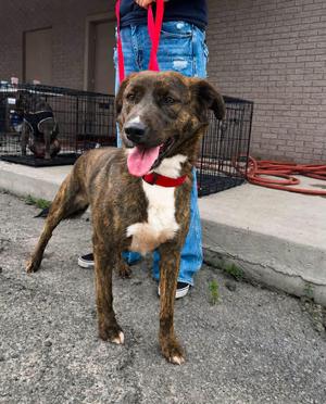 Lilly, Plott Hound, adult, available for adoption